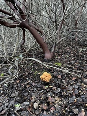 Ramaria flavigelatinosa