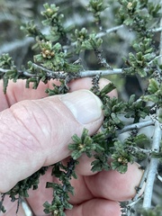 Ceanothus dentatus