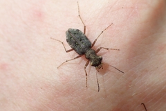 Neocicindela