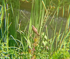 Pycnonotus goiavier