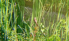 Pycnonotus goiavier
