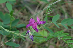 Lathyrus humilis