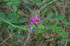 Lathyrus humilis