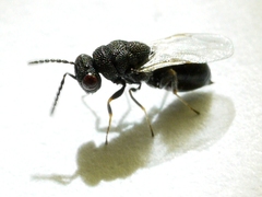 Eurytomidae