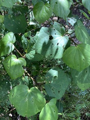 Piper excelsum excelsum