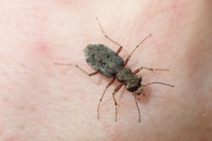 Neocicindela