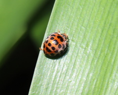 Henosepilachna vigintisexpunctata