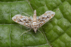 Parapoynx diminutalis