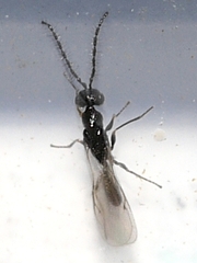 Eurytominae