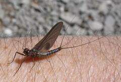 Leptophlebia