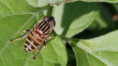 Eristalinus arvorum