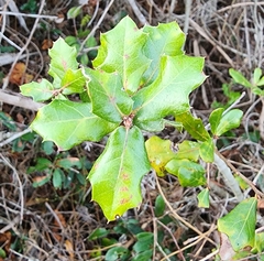 Ilex opaca arenicola