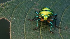 Chrysocoris purpureus