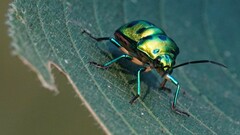 Chrysocoris purpureus
