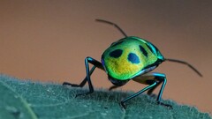 Chrysocoris purpureus