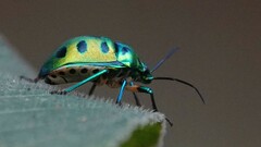 Chrysocoris purpureus