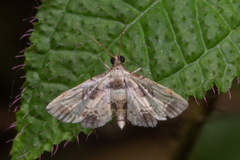 Nacoleia obliqualis
