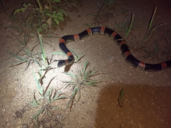 Rhinocheilus antonii