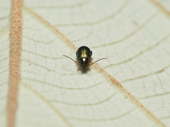 Aphthona strigosa