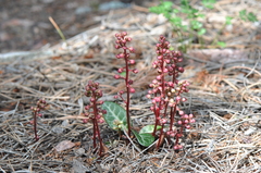 Pyrola picta