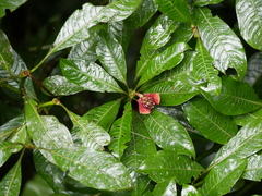 Palicourea elata