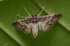 Hydriris ornatalis