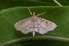 Protonoceras