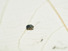 Aphthona strigosa
