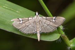 Chalcidoptera appensalis