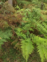 Calochlaena dubia