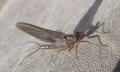 Leptophlebia