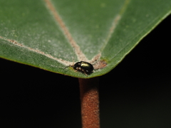 Aphthona strigosa