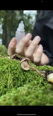 Pseudobaeospora stevensii