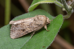 Spodoptera pecten