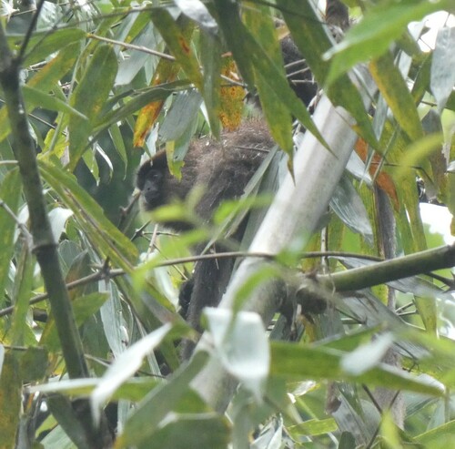Toppin's Titi