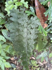 Microlepia obtusiloba