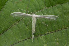 Pterophorus lacteipennis