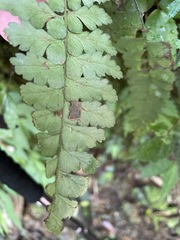 Microlepia obtusiloba