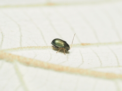 Aphthona strigosa