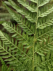 Calochlaena dubia