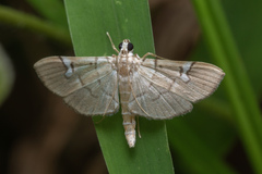 Chalcidoptera appensalis