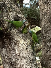 Thectocercus acuticaudatus