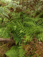 Calochlaena dubia