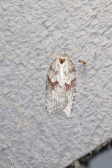Acleris pulverosana