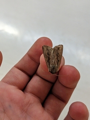 Persectania dyscrita