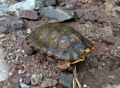 Rhinoclemmys pulcherrima rogerbarbouri