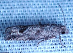 Pelochrista consobrinana