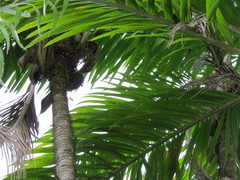 Bactris gasipaes