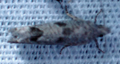 Pelochrista consobrinana