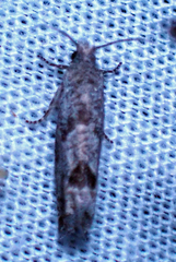 Pelochrista consobrinana